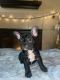 French Bulldog Puppies for sale in Madera, California. price: $2,600