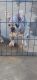 French Bulldog Puppies for sale in Escondido, CA, USA. price: $2,000