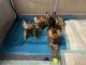 French Bulldog Puppies for sale in Wake Forest, NC 27587, USA. price: $4,500
