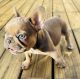 French Bulldog Puppies for sale in Sebring, FL, USA. price: NA