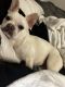 French Bulldog Puppies for sale in Bolingbrook, Illinois. price: $1,200