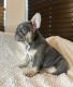 French Bulldog Puppies for sale in Springtown, TX 76082, USA. price: $2,500