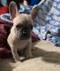 French Bulldog Puppies for sale in Ortonville, Michigan. price: $4,500