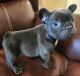 French Bulldog Puppies for sale in 4156 Laurel Oak Rd, North Chesterfield, VA 23237, USA. price: $3,500