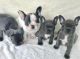 French Bulldog Puppies for sale in Charlotte, North Carolina. price: $600