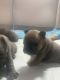 French Bulldog Puppies for sale in Lockport, New York. price: $3,500