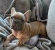 French Bulldog Puppies for sale in Elk Grove, California. price: $2,000
