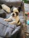 French Bulldog Puppies for sale in Melbourne, Victoria. price: $4,000