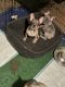French Bulldog Puppies for sale in Novi, MI, USA. price: $2,500