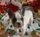 French Bulldog Puppies for sale in Orlando, Maryland. price: $4,500