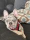 French Bulldog Puppies for sale in Hayward, California. price: $2,500