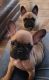 French Bulldog Puppies for sale in Bethel Park, Pennsylvania. price: $3,800