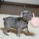 French Bulldog Puppies for sale in Cheyenne, Wyoming. price: $550