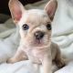 French Bulldog Puppies for sale in Alliance, North Carolina. price: $700