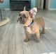 French Bulldog Puppies for sale in Inverness, FL, USA. price: $1,500