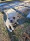 French Bulldog Puppies for sale in Crystal River, Florida. price: $2,000