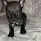 French Bulldog Puppies for sale in Brentwood, California. price: $2,000