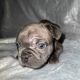 French Bulldog Puppies for sale in Brentwood, California. price: $3,000