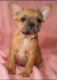 French Bulldog Puppies for sale in Boston, Massachusetts. price: $4,000