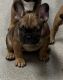 French Bulldog Puppies for sale in Ossipee, New Hampshire. price: $3,000