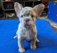 French Bulldog Puppies for sale in Detroit, Michigan. price: $500
