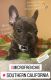 French Bulldog Puppies for sale in San Juan Capistrano, California. price: $2,500