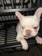 French Bulldog Puppies for sale in Rialto, California. price: $1,000