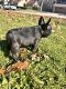 French Bulldog Puppies for sale in Austin, Texas. price: $1,500