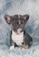 French Bulldog Puppies for sale in El Paso, Texas. price: $2,500
