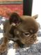 French Bulldog Puppies for sale in Virginia Beach, VA, USA. price: $2,000