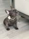 French Bulldog Puppies for sale in Inverness, FL, USA. price: $2,000
