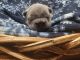 French Bulldog Puppies for sale in Columbia Falls, Montana. price: $5,900