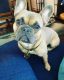 French Bulldog Puppies for sale in Nashville, Tennessee. price: $2,500