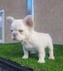 French Bulldog Puppies for sale in Boston, Massachusetts. price: $400