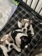 French Bulldog Puppies for sale in Kissimee, Florida. price: $1,100