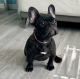 French Bulldog Puppies for sale in Inverness, FL, USA. price: $1,300