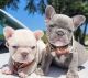 French Bulldog Puppies for sale in New York, New York. price: $400