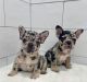 French Bulldog Puppies for sale in Durham, Connecticut. price: $500