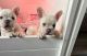 French Bulldog Puppies for sale in Chicago, Illinois. price: $500