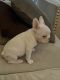 French Bulldog Puppies for sale in Odenton, Maryland. price: $3,000