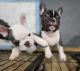 French Bulldog Puppies for sale in Salem, Oregon. price: NA