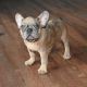 French Bulldog Puppies for sale in Atlanta, Georgia. price: $1,500
