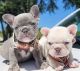 French Bulldog Puppies for sale in Madison, Wisconsin. price: $400