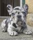 French Bulldog Puppies for sale in Providence, Rhode Island. price: $500