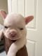 French Bulldog Puppies for sale in Odenton, Maryland. price: $4,500