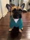 French Bulldog Puppies for sale in Richmond, Virginia. price: $2,500
