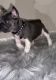 French Bulldog Puppies for sale in San Francisco, CA, USA. price: $4,500