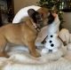 French Bulldog Puppies for sale in Lake Orion, Michigan. price: $3,500
