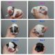 French Bulldog Puppies for sale in Sarasota, Florida. price: $2,000