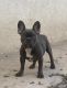 French Bulldog Puppies for sale in Poway, CA 92064, USA. price: $600